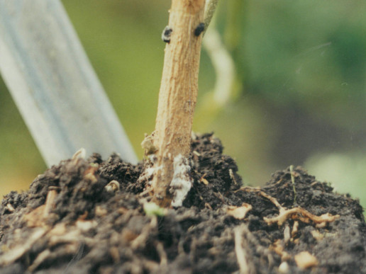 Белая гниль баклажана (Sclerotinia sclerotiorum)