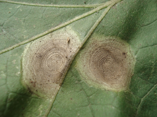 Антракноз баклажана (Colletotrichum melongenae)