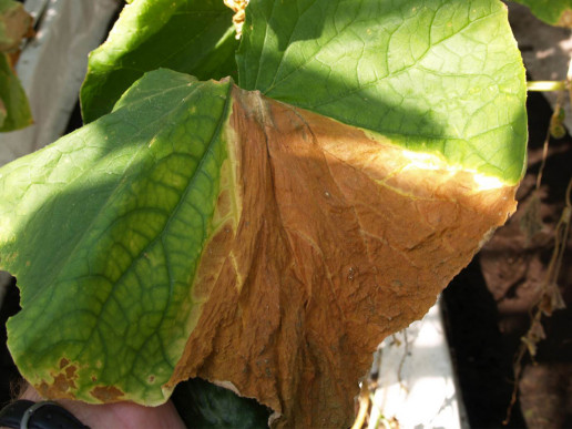 Аскохитоз огурца  (Ascochyta cucumis)