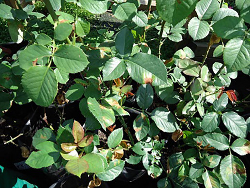 Ложная мучнистая роса или пероноспороз розы (Peronospora sparsa)