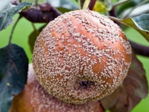 Монилиоз (плодовая гниль) яблони (Monilia fructigena)