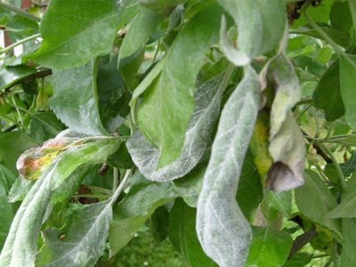 Мучнистая роса яблони (Podosphaera leucotricha)