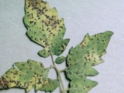 Септориоз томата (Septoria lycopersici var. lycopersici)