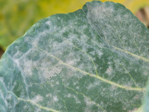 Мучнистая роса капусты (Erysiphe communis f. brassicae)