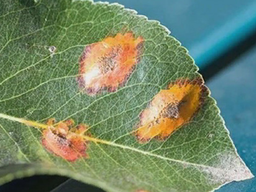 Ржавчина яблони (Gymnosporangium juniperinum)
