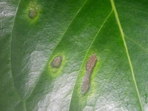 Антракноз комнатных растений (возбудители грибы Kabatiella zeae, Colletotrichum orbiculare и Colletotrichum trichellum)