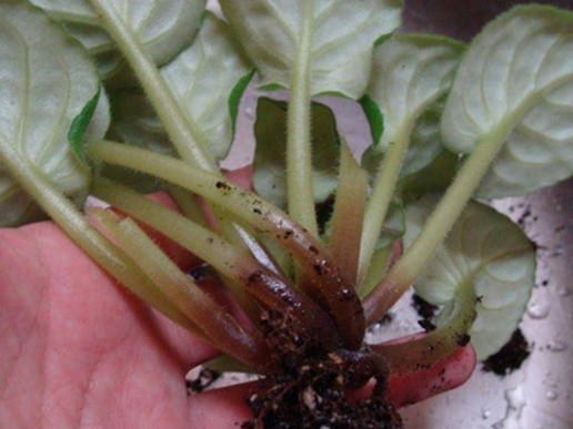Корневые гнили комнатных растений (возбудители виды родов Pythium, Phytophthora)