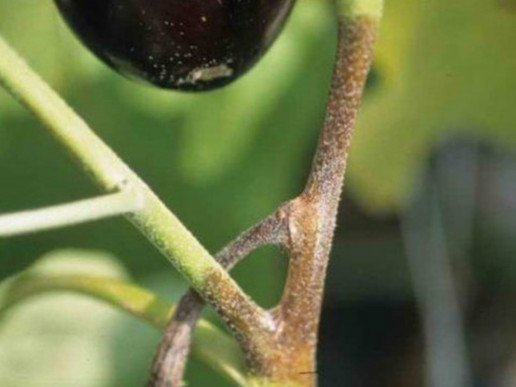 Фитофтороз баклажана (Phytophthora infestans)