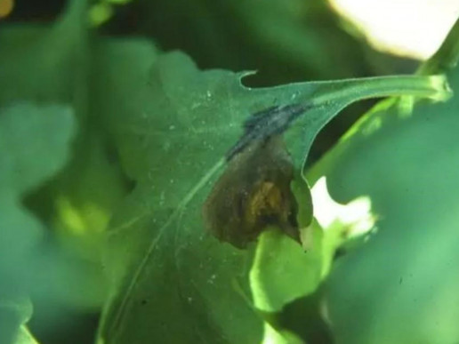 Аскохитоз хризантем (Didymella ligulicola)