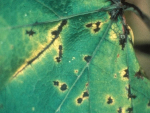 Фомопсис винограда. (Phomopsis viticola)