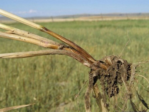 Корневые гнили ярового и озимого ячменя (Fusarium, Bipolaris, Ophiobolus)