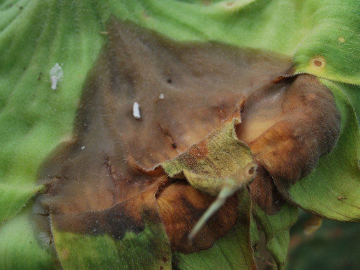 Серая гниль корзинки подсолнечника (Botrytis cinerea)