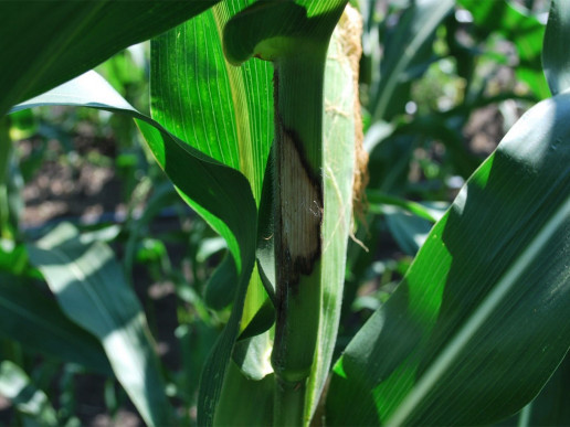 Стеблевые гнили кукурузы  (Fusarium spp.)