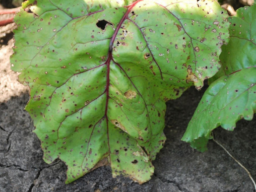 Церкоспороз свёклы столовой (Cercospora beticola)