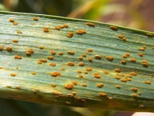 Карликовая ржавчина ячменя (Puccinia hordei)