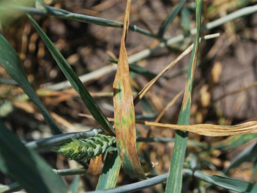 Септориоз пшеницы (Parastagonospora nodorum, Zymoseptoria tritici)