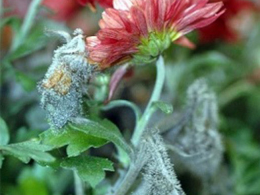 Серая гниль розы и хризантемы (Botrytis cinerea)