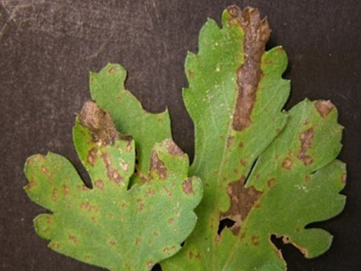 Пятнистости хризантемы: септориоз, альтернариоз, аскохитоз (Septoria, Alternaria, Ascochyta)