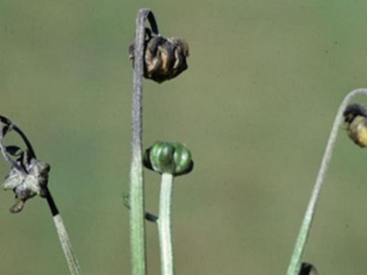 Бактериозы розы и хризантемы (Pseudomonas syringae)