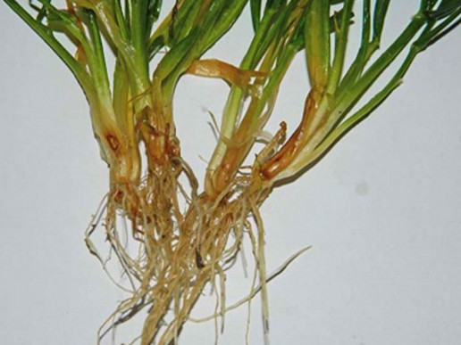 Церкоспореллезная прикорневая гниль яровой и озимой пшеницы (Cercosporella herpotrichoides)