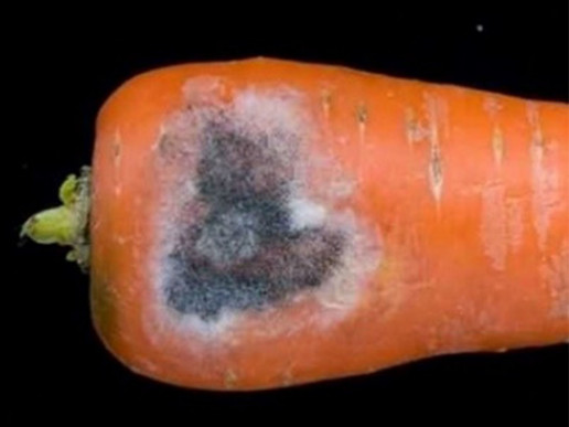Белая и серая гнили моркови (Sclerotinia sclerotiorum и Botrytis cinerea)