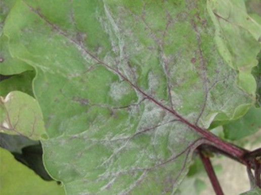 Мучнистая роса столовой свеклы (Erysiphe communis sp. betae)