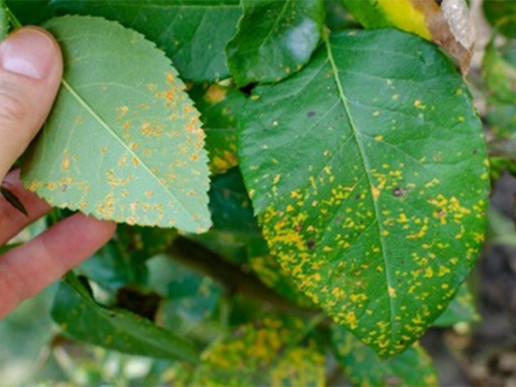 Ржавчина розы и хризантемы (Phragmidium disciflorum, Ph. tuberculatum, Puccinia chrysanthemi)