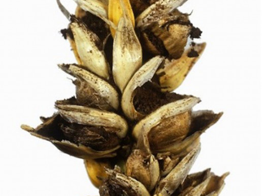 Твердая головня пшеницы (Tilletia caries (T. tritici) и T. levis)