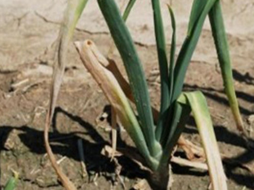 Фузариозная гниль донца лука (Fusarium oxysporum, реже F. culmorum)