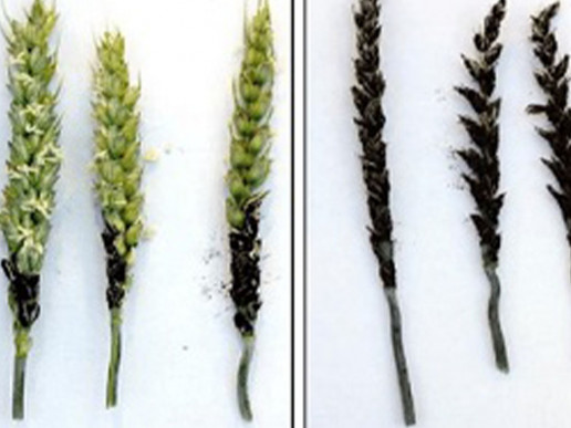 Пыльная головня пшеницы (Ustilago tritici)