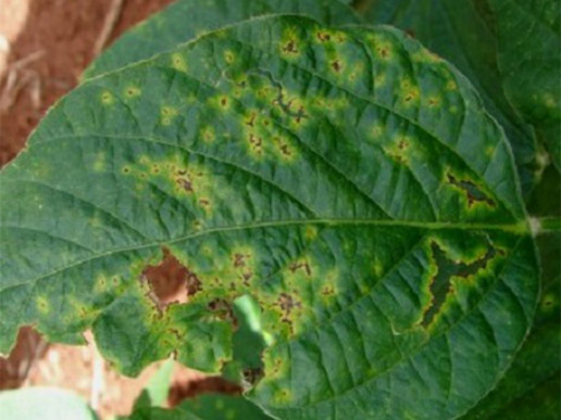 Бактериоз сои (Pseudomonas syringae pv. glucinea)