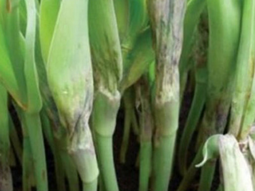 Ризоктониоз луковичных: тюльпаны, нарциссы (Rhizoctonia (Sclerotium) tuliparum)