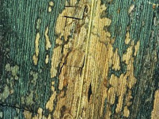 Септориоз кукурузы (Setosphaeria turcica)