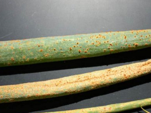 Ржавчина лука (Puccinia porri, P. allii, Melampsora allii-populina)