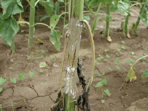 Белая гниль подсолнечника (Sclerotinia sclerotiorum)