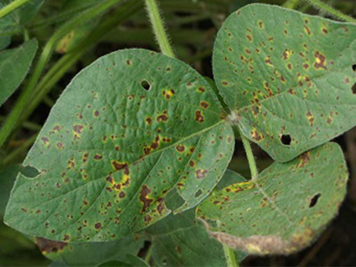Септориоз сои (Septoria glycines)