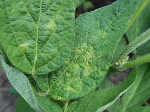 Аскохитоз сои (Ascochyta sojaecola Abramov)