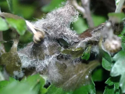 Серая гниль комнатных растений (Botrytis сinerea)